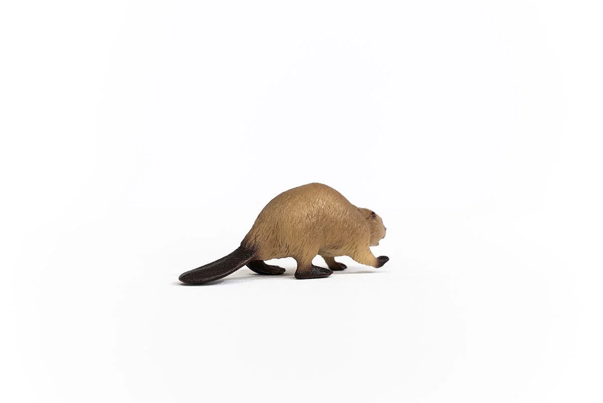 Beaver - Image 3