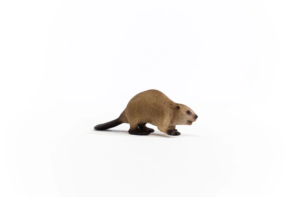 Beaver - Image 4