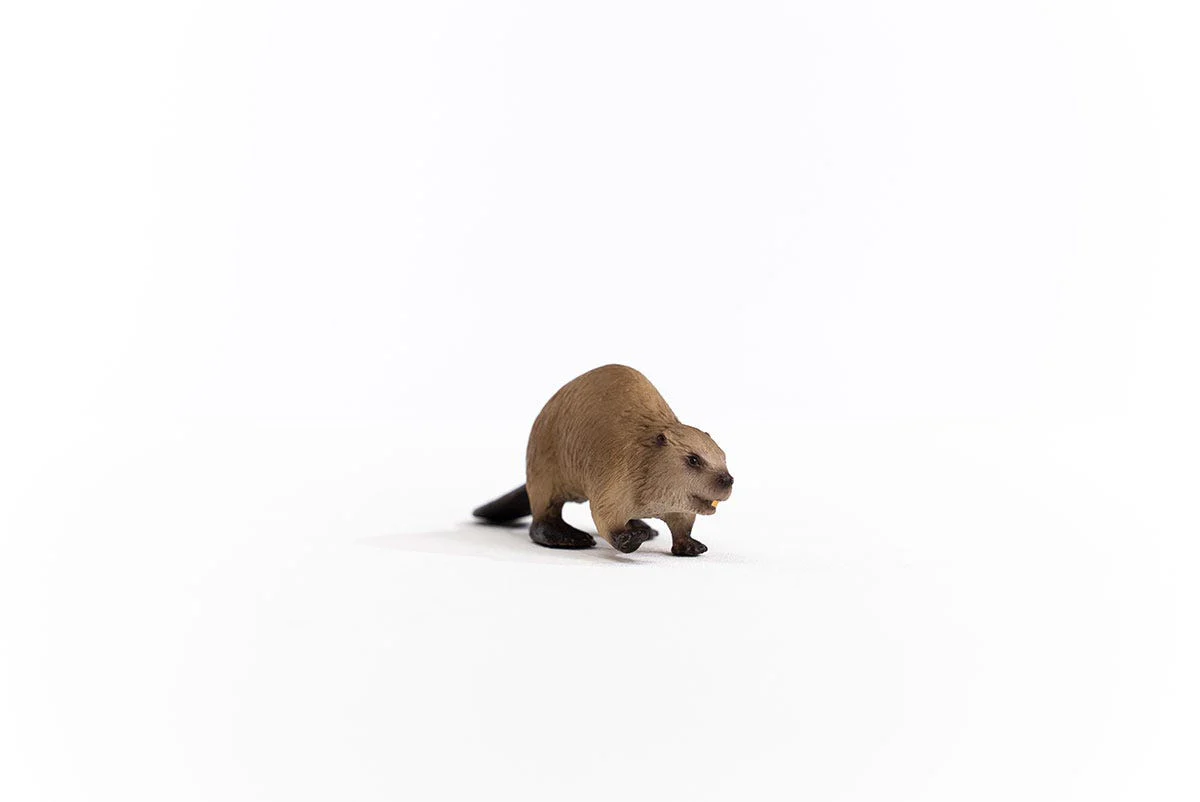 Beaver - Image 5