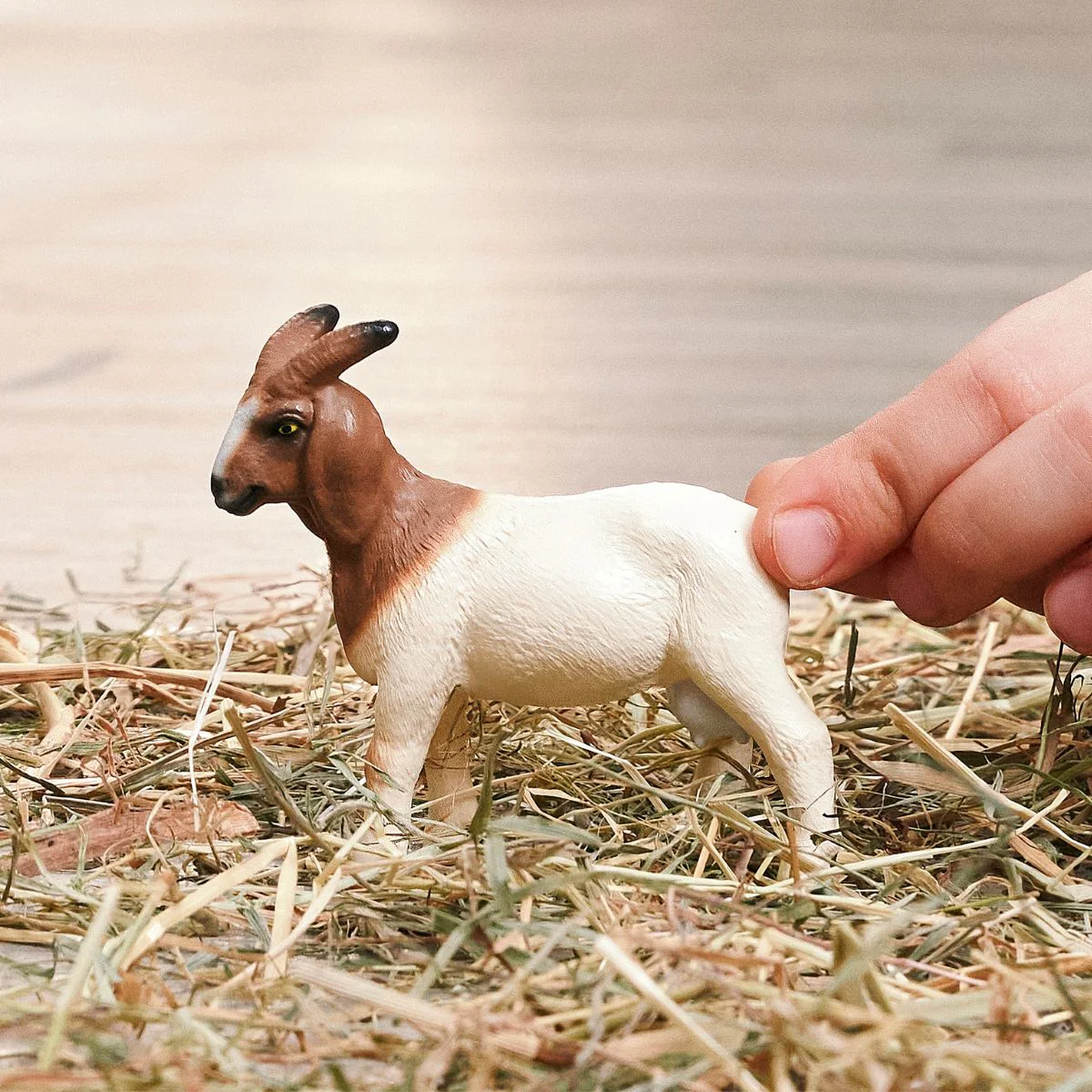 Boer Goat - Image 2