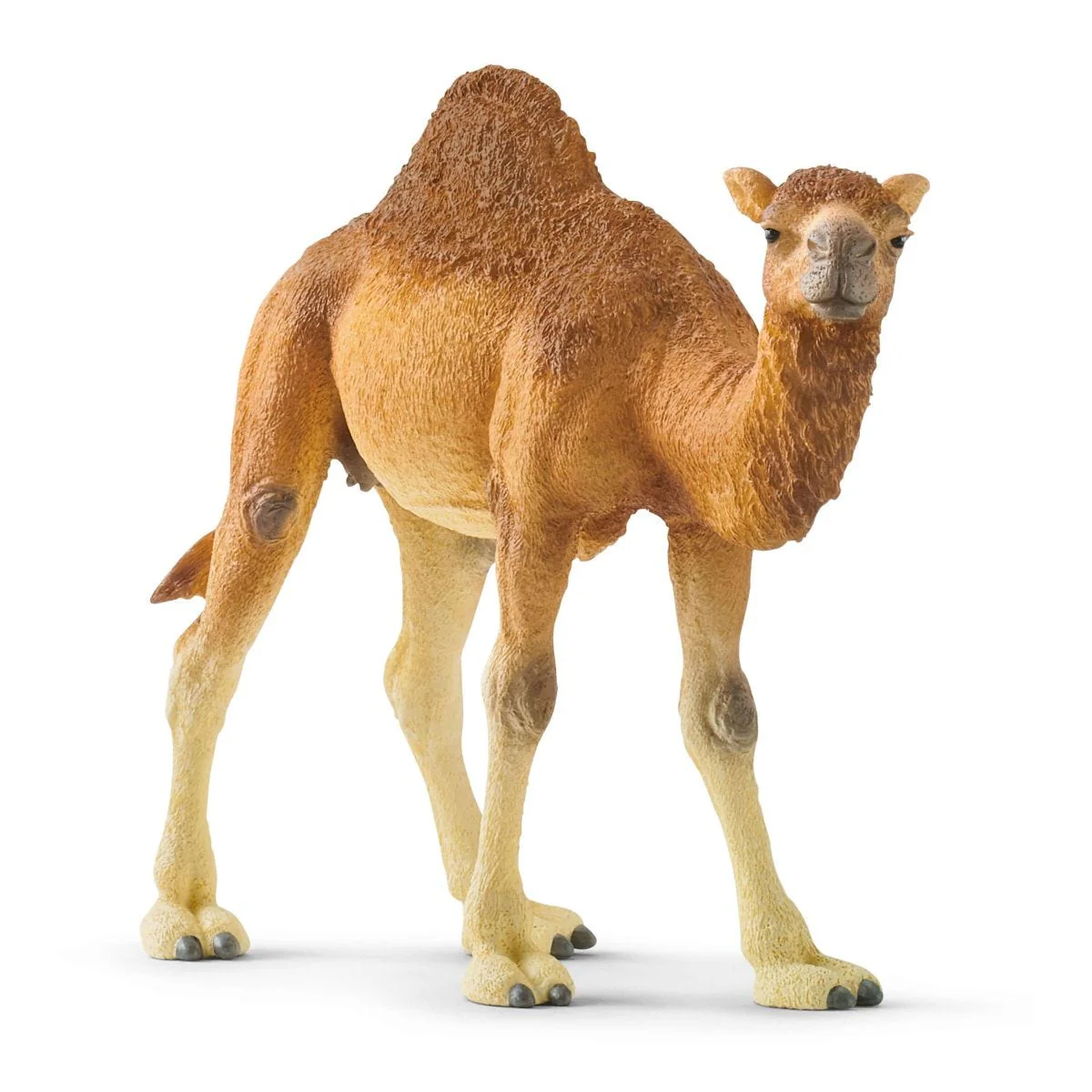 Dromedary - Image 2