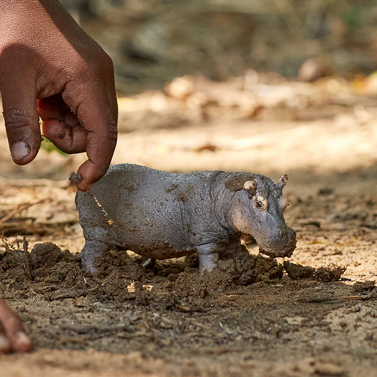 Hippopotamus - Image 2