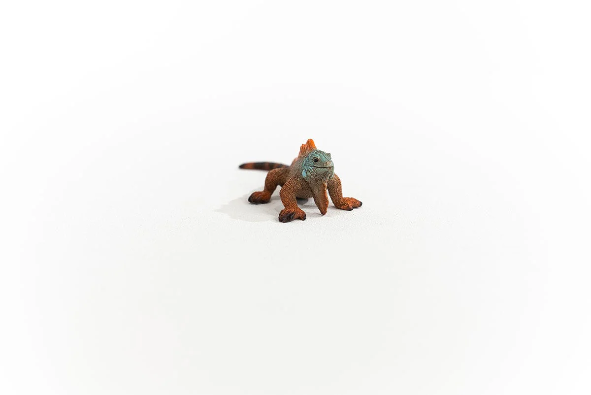 Iguana - Image 2