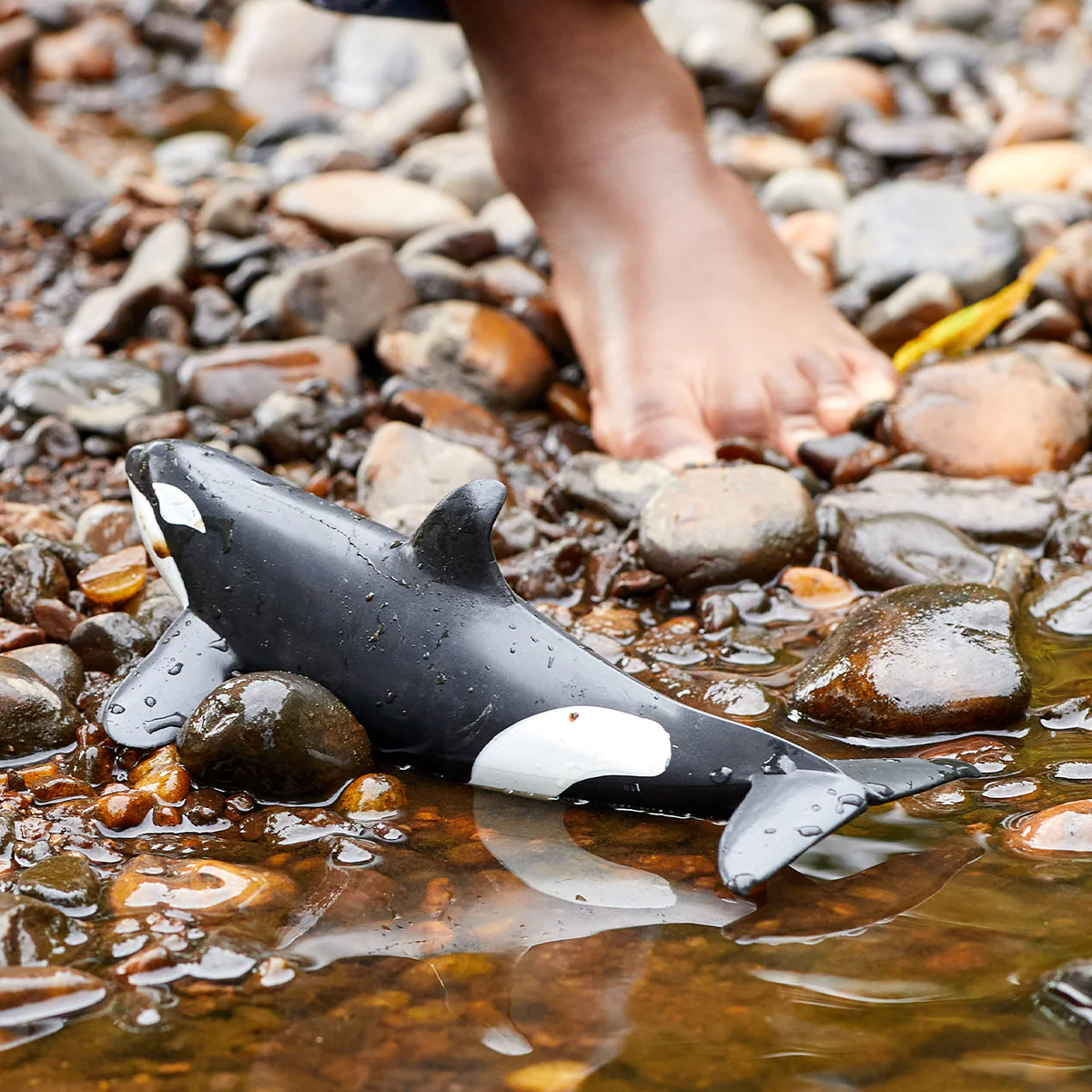 Killer Whale - Image 2
