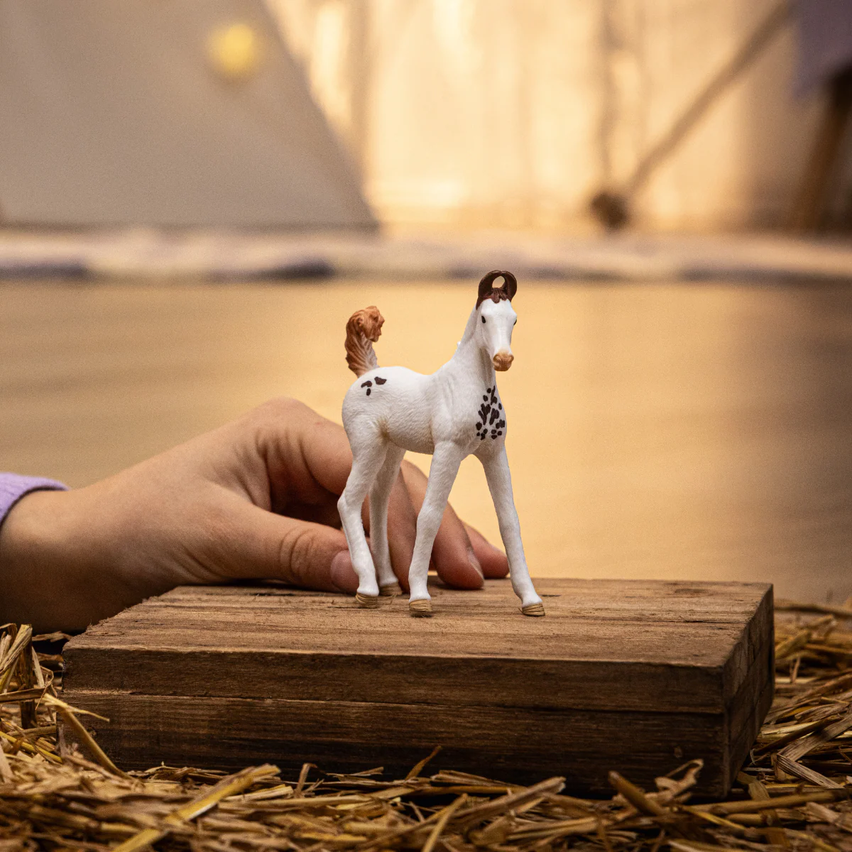 Marwari Foal - Image 2