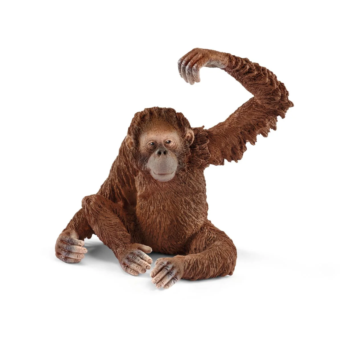 Orangutan, female - Image 2