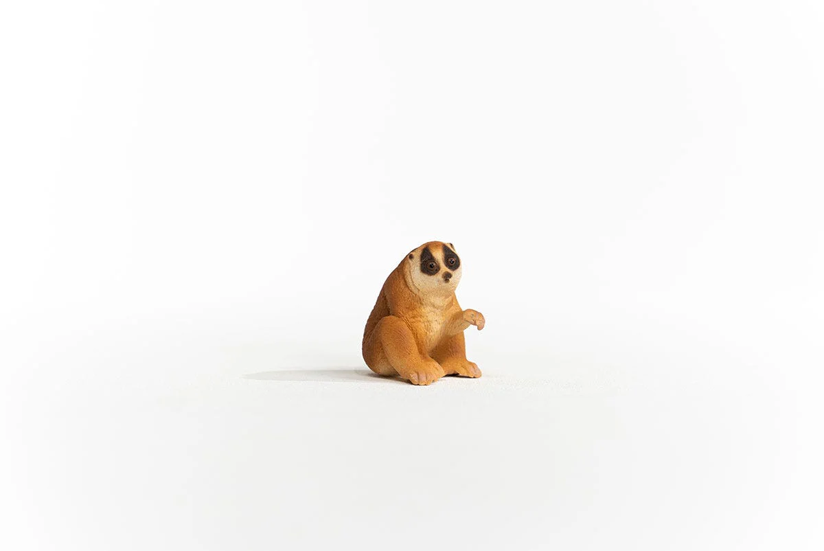 Slow Loris - Image 2