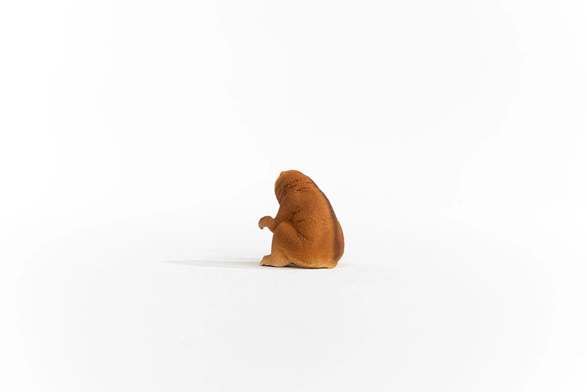 Slow Loris - Image 4