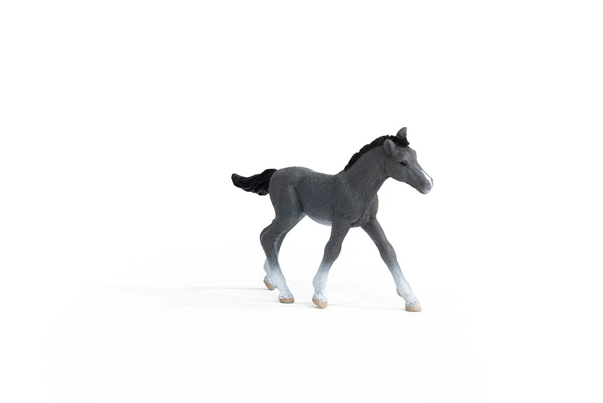 Trakehner Foal - Image 3