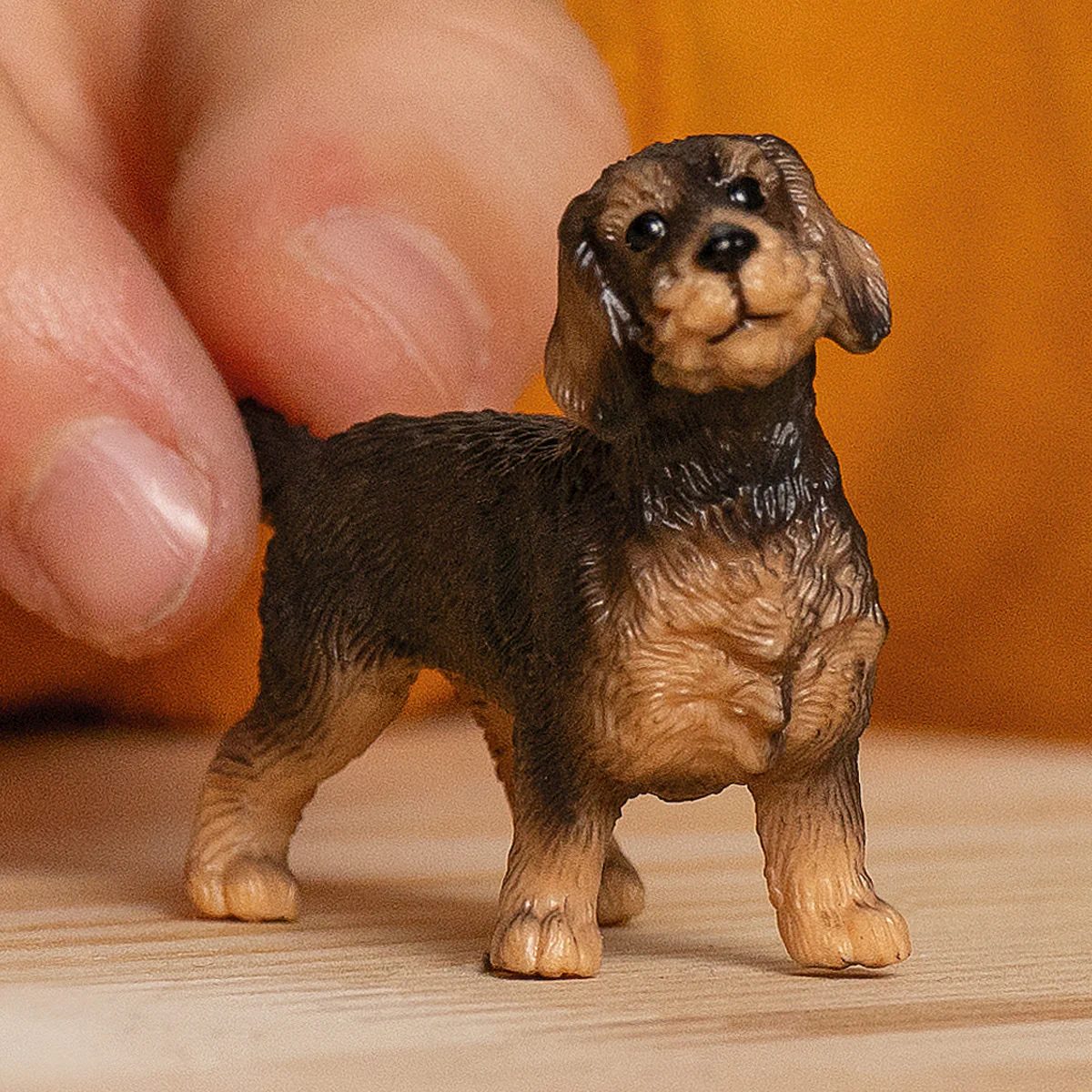 Wire-Haired Dachshund - Image 2